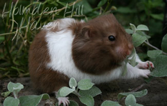 Raspberry- Chocolate Banded Longhaired